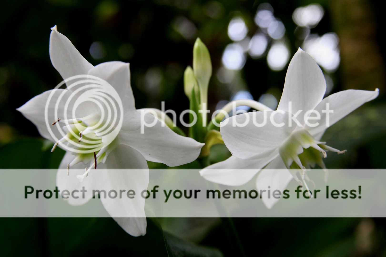 天堂之花 -- 夏威夷岛游记之2